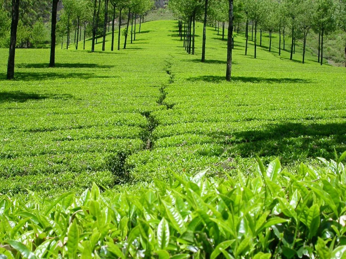 Mistica Munnar Apartment Anachal Homestay