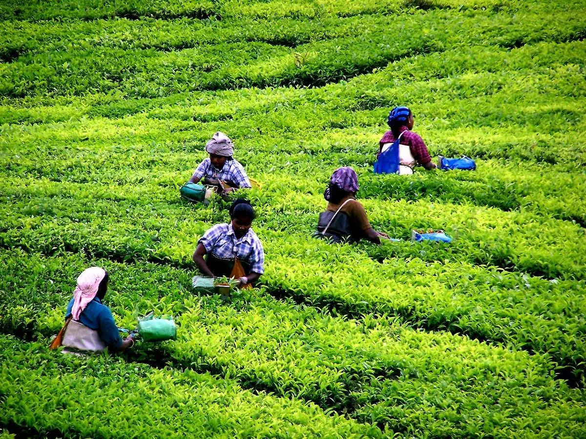 Homestay Mistica Munnar Apartment Anachal