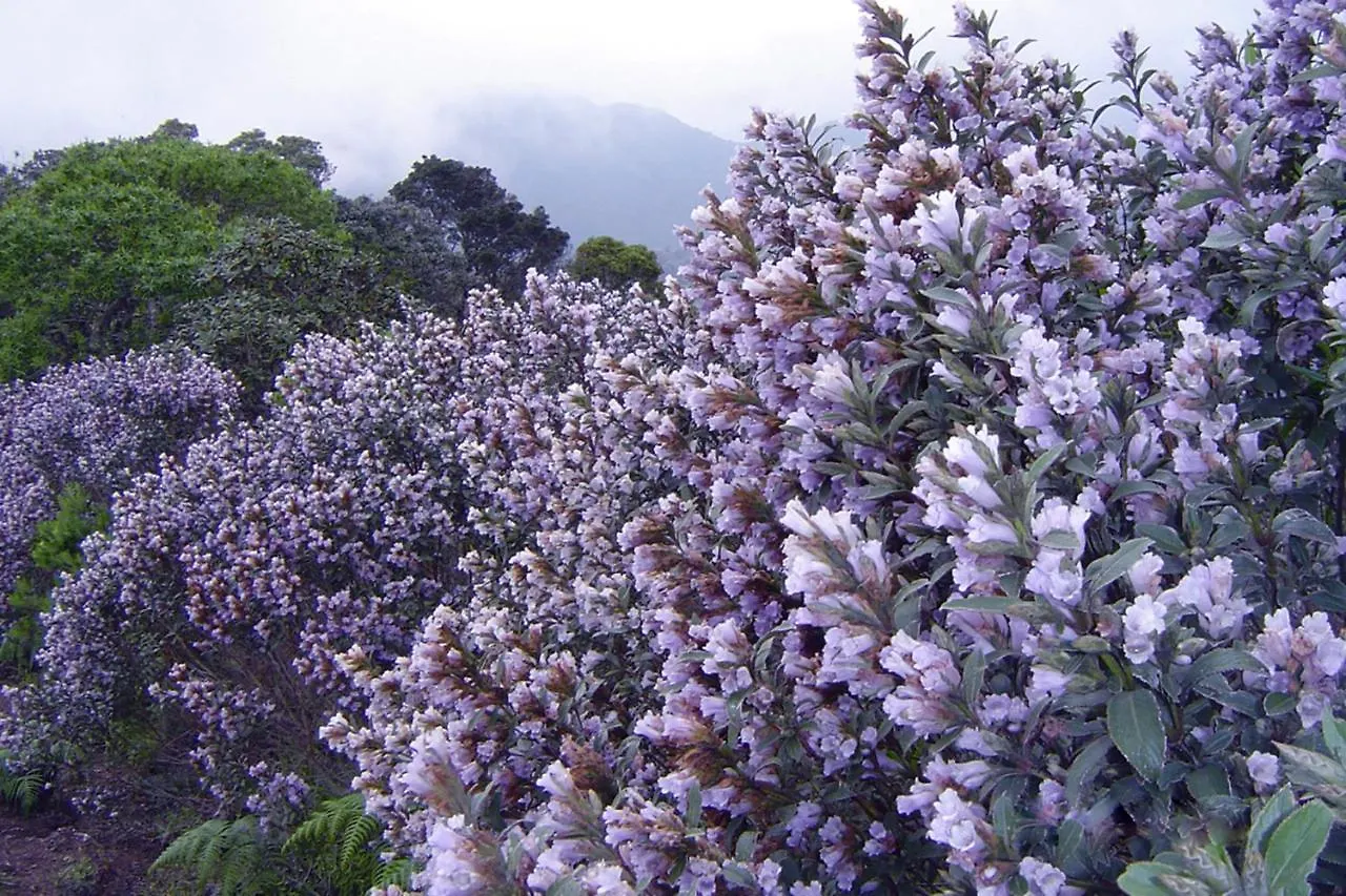 Mistica Munnar Apartment Anachal