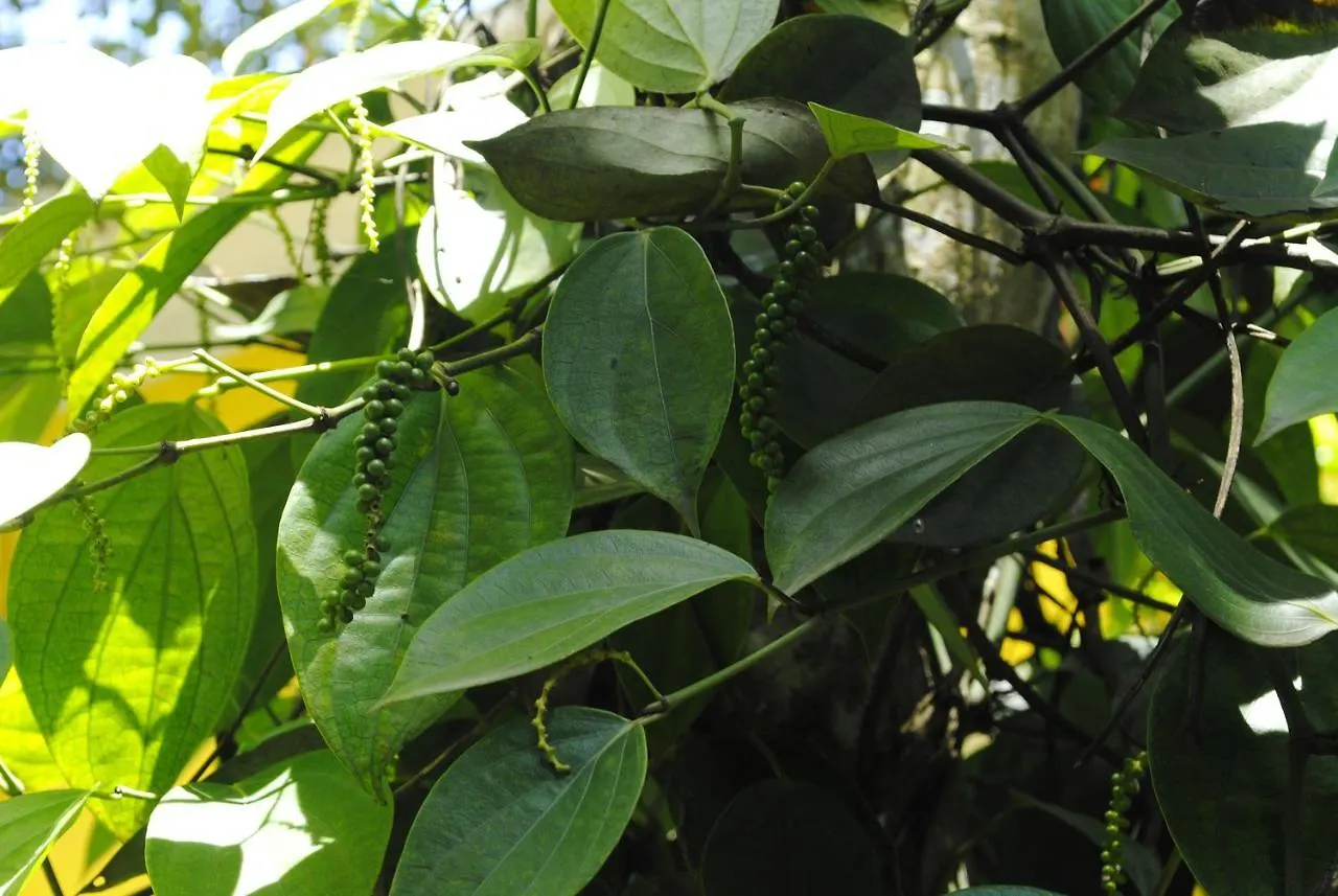 Mistica Munnar Apartment Anachal